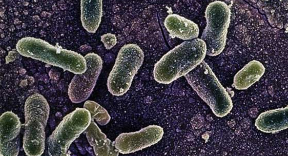 냉난방기에 서식하는 세균